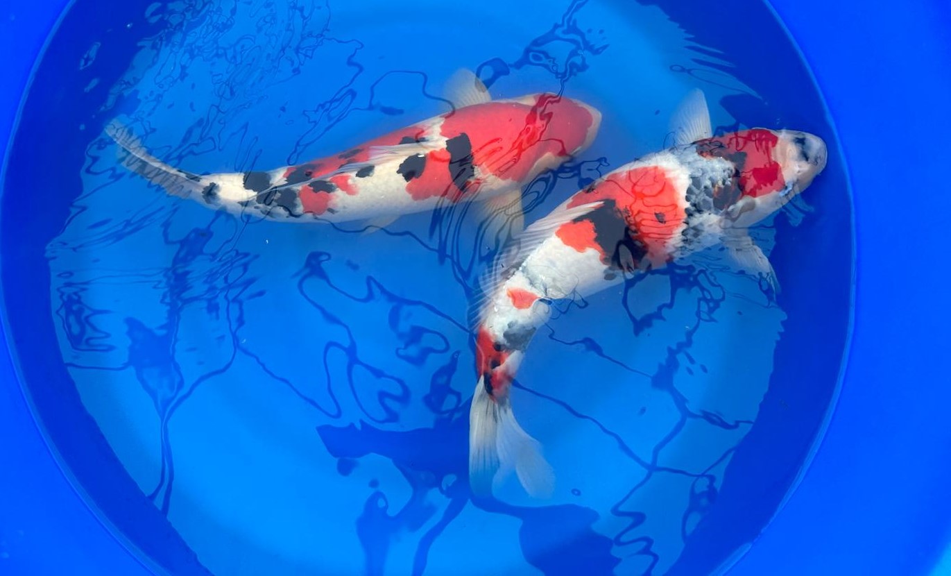 Miyabi Koi Farm Ltd.